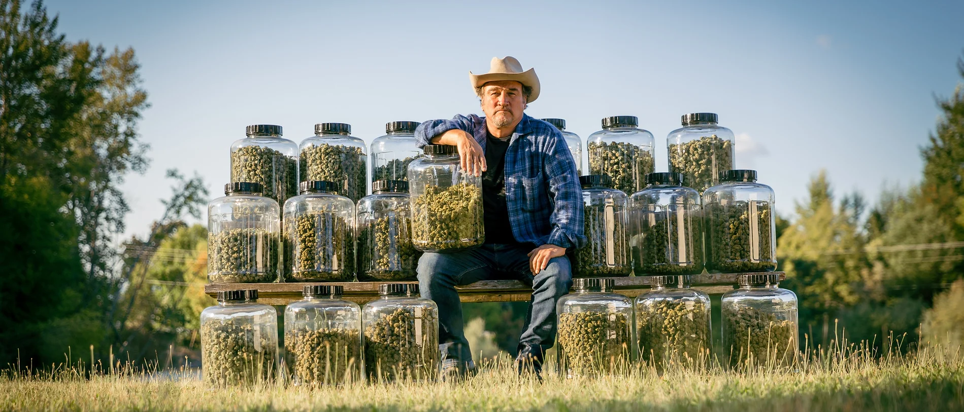 Jim cannabis