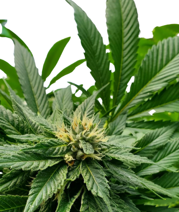 Butterscotch indica