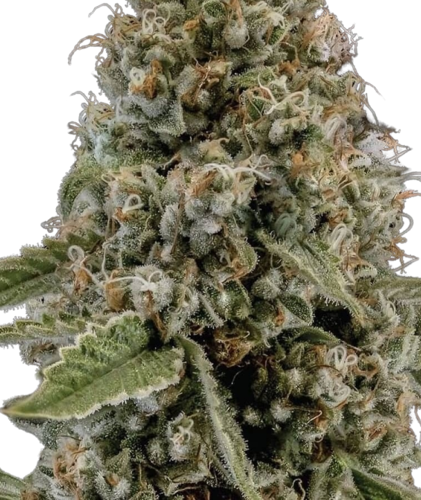 Mother's Milk