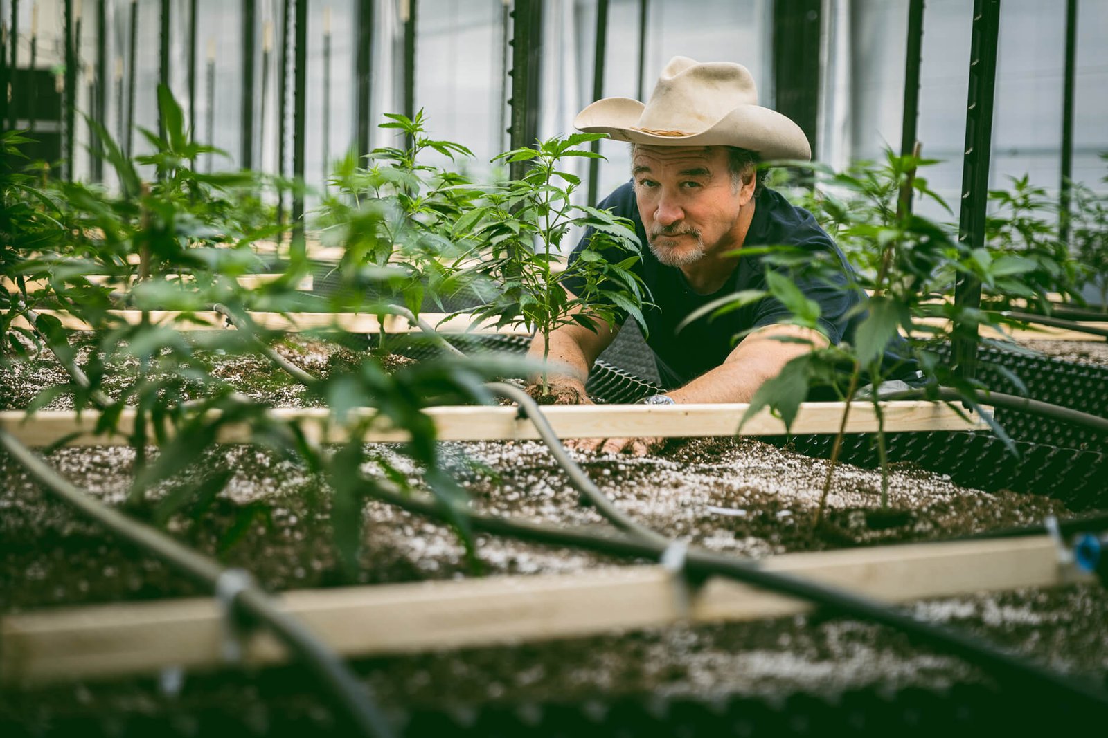 Harvest Cannabis