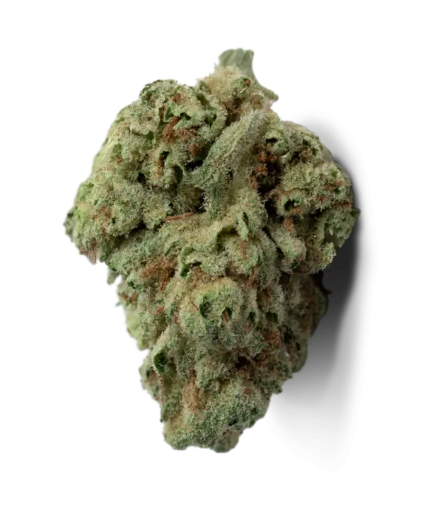 calicotoure