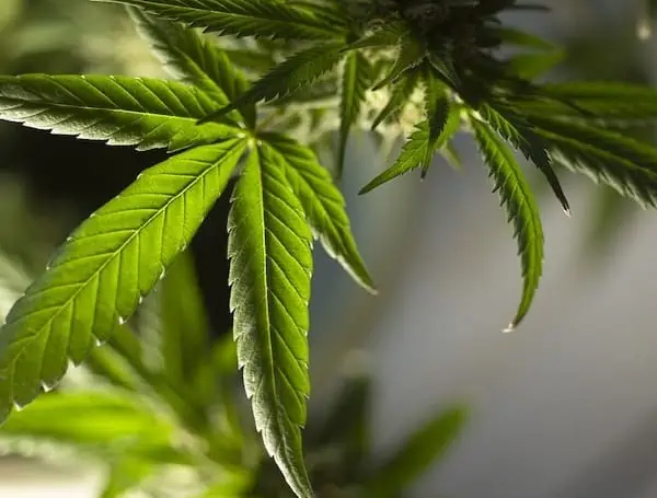 Guide-To-Using-Cannabis-Concentrate-Safely